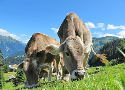 Bild biofutter-fuer-wiederkaeuer-rindvieh