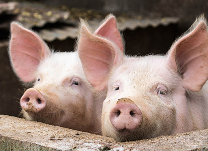 Bild ferkel-schweine