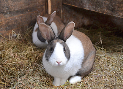 Bild kaninchen