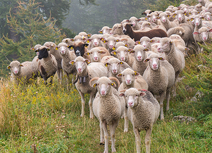 Bild klein-wiederkaeuer-ab-2022